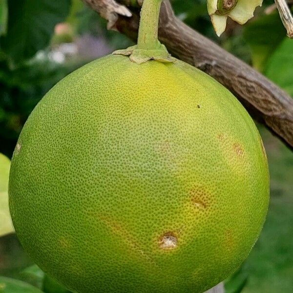 Citrus maxima Fruit