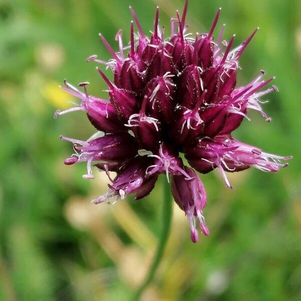 Allium scorodoprasum Blomma