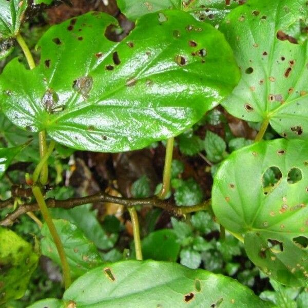 Begonia glabra Leaf