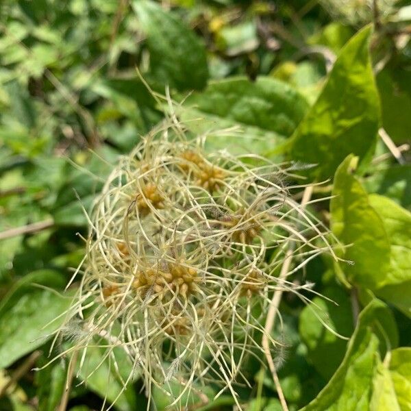 Clematis vitalba Kukka