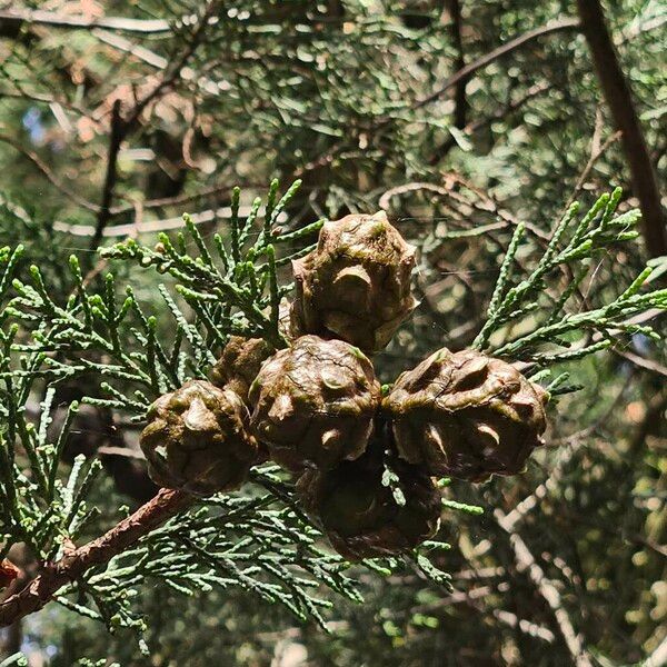 Hesperocyparis lusitanica Frucht