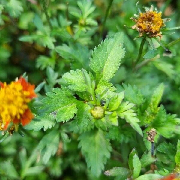 Bidens triplinervia Leaf