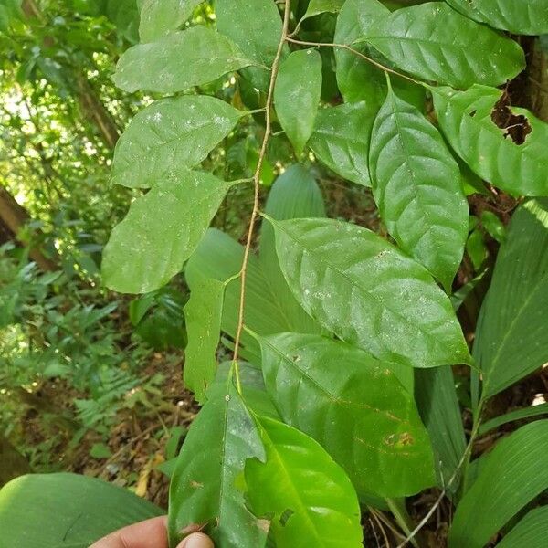 Sarcaulus brasiliensis Liść