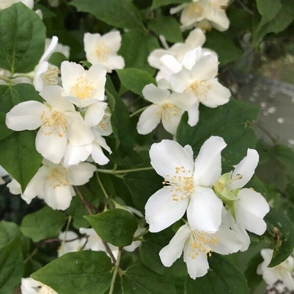 Philadelphus coronarius Çiçek