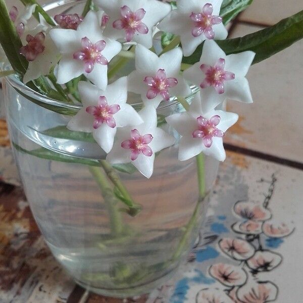 Hoya bella Floro