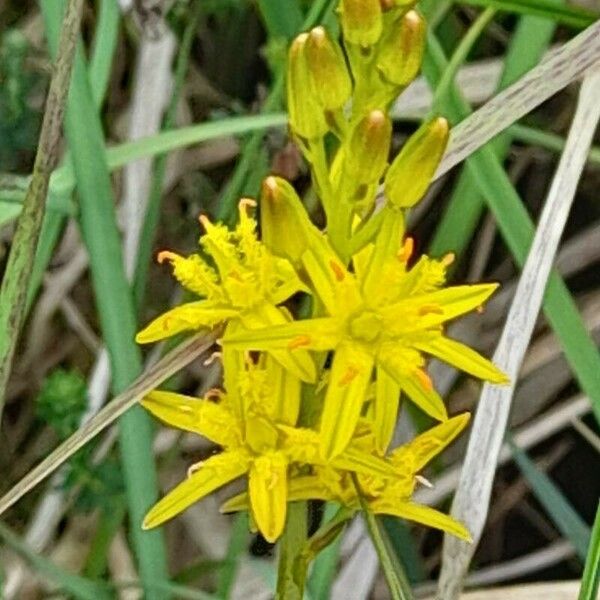 Narthecium ossifragum Flower