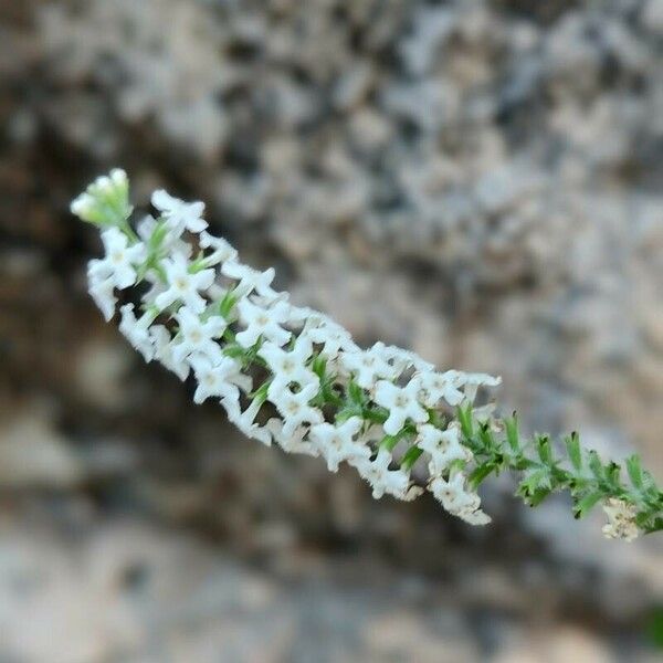 Buddleja asiatica Flower