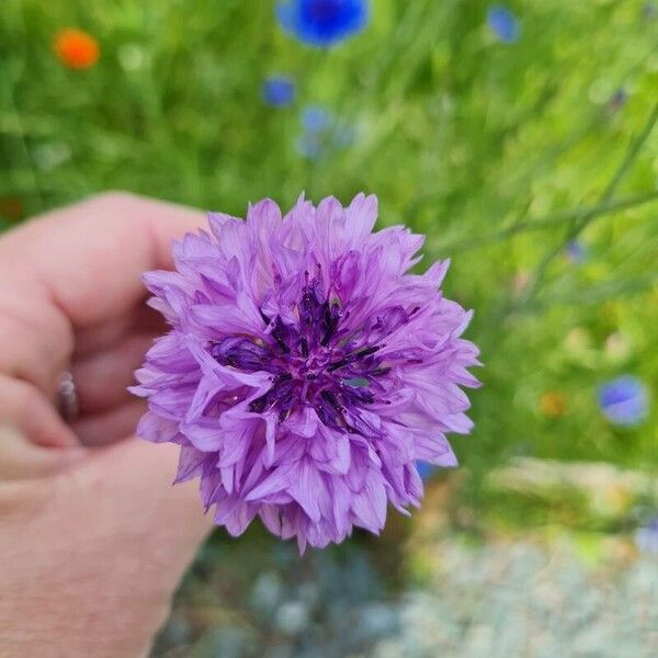 Centaurea cyanus Flower