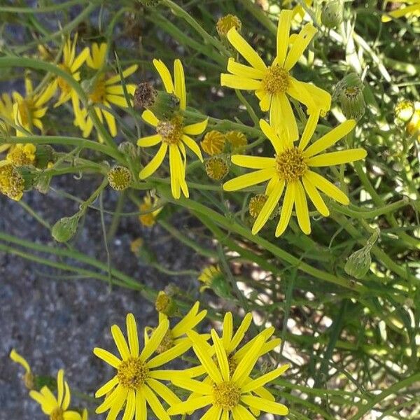 Senecio inaequidens Kukka