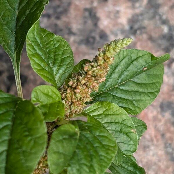 Amaranthus blitum Blomst