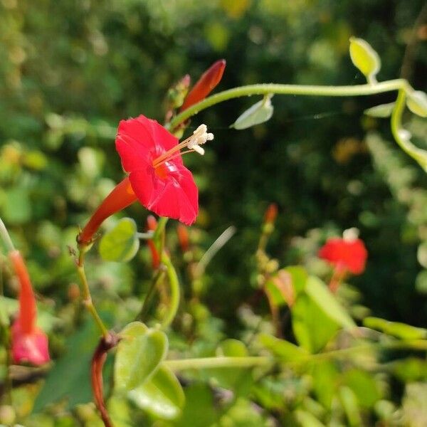 Ipomoea hederifolia Flower