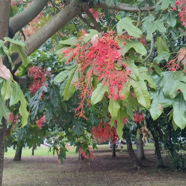 Brachychiton acerifolius Frucht