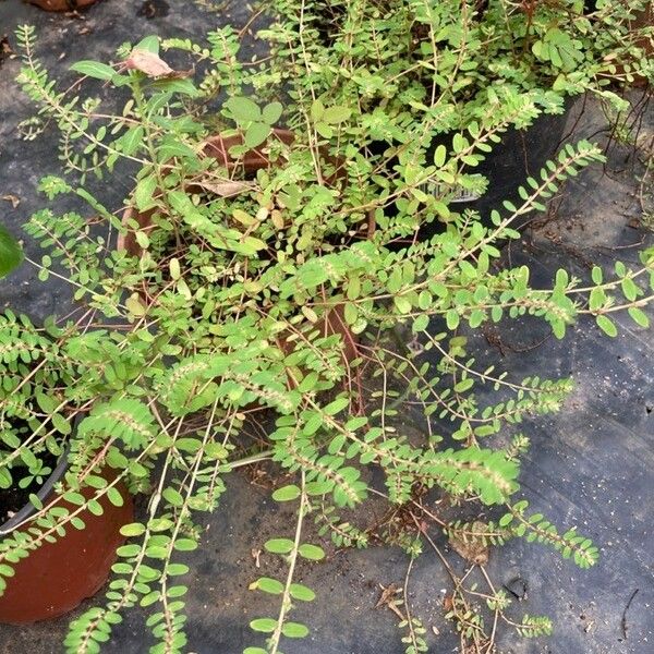 Euphorbia thymifolia Foglia