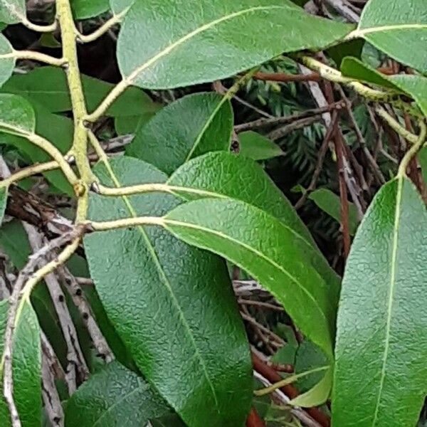 Rhododendron maximum Liść