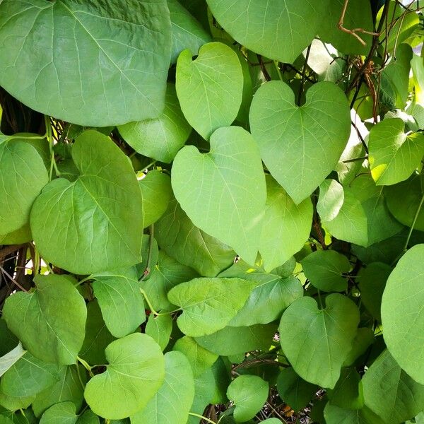 Aristolochia macrophylla Φύλλο