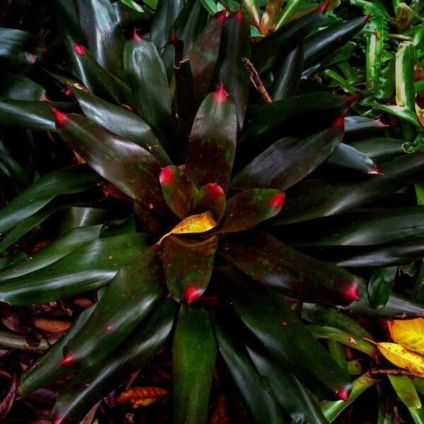 Neoregelia carolinae Листок