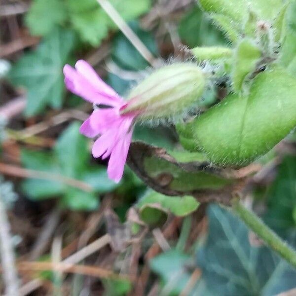 Silene dioica Flor