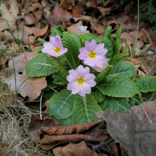 Primula vulgaris Leaf