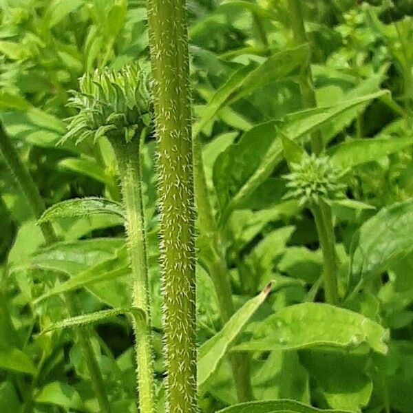 Echinacea pallida Bark