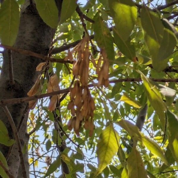 Fraxinus uhdei Flors