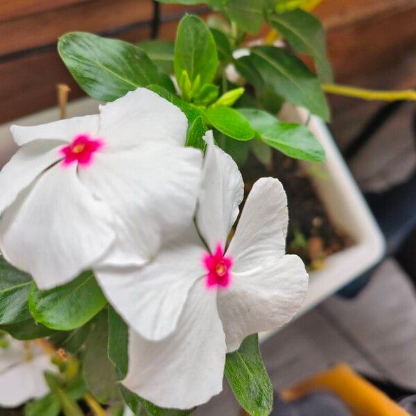 Catharanthus coriaceus Flower