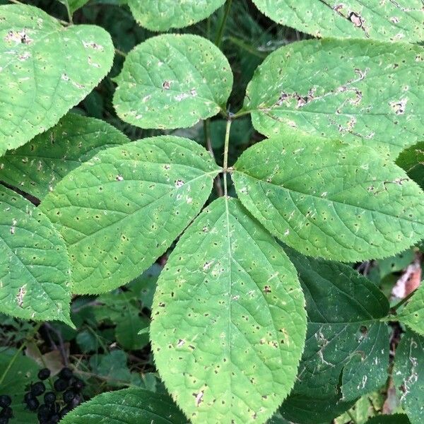 Aralia nudicaulis Foglia