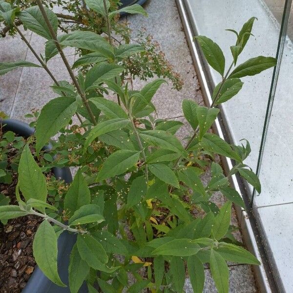 Buddleja davidii Fulla