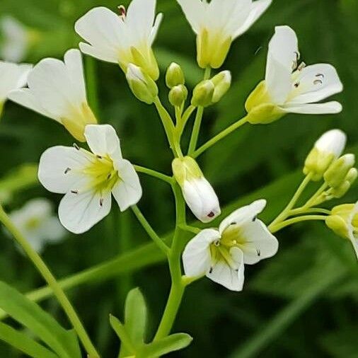 Cardamine amara Kvet