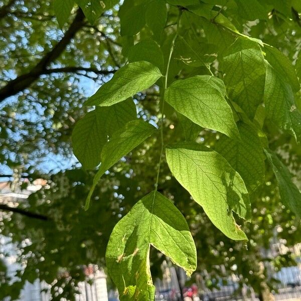 Cladrastis kentukea Blatt