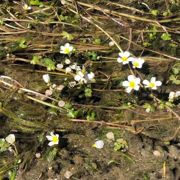 Ranunculus peltatus 花