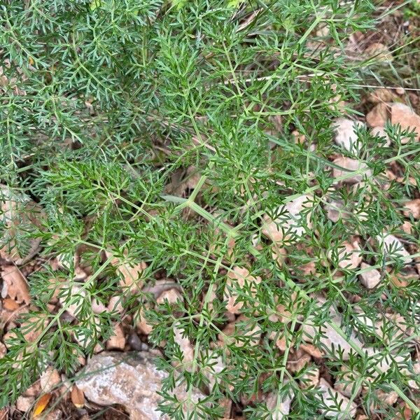 Ferula glauca برگ