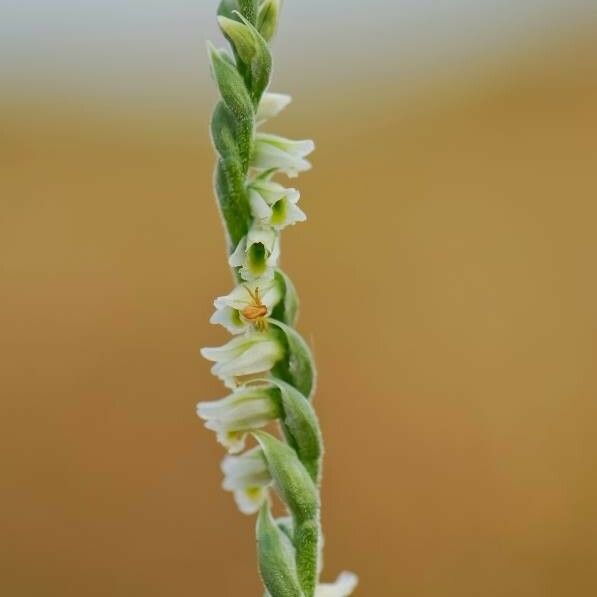 Spiranthes spiralis Virág