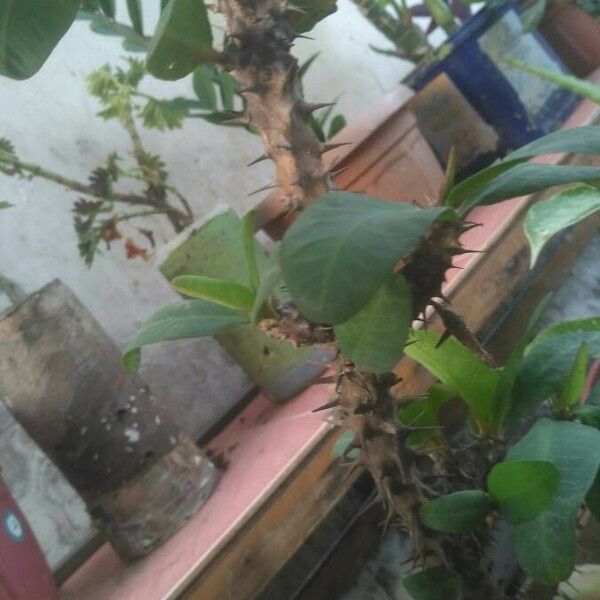 Euphorbia milii Листок
