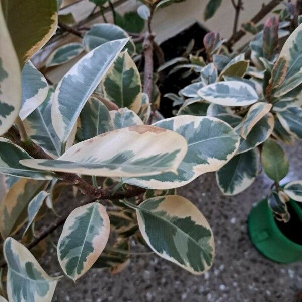 Ficus elastica Feuille