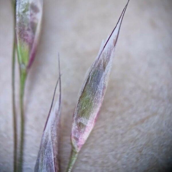 Avenella flexuosa Blomst