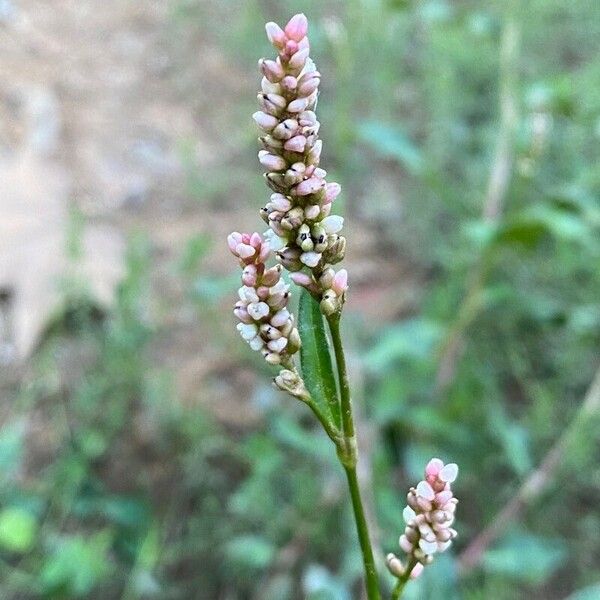 Persicaria maculosa Flower