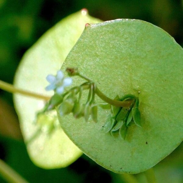 Claytonia perfoliata 整株植物