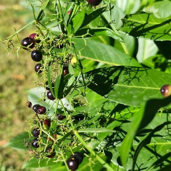 Rubia tinctorum Blad