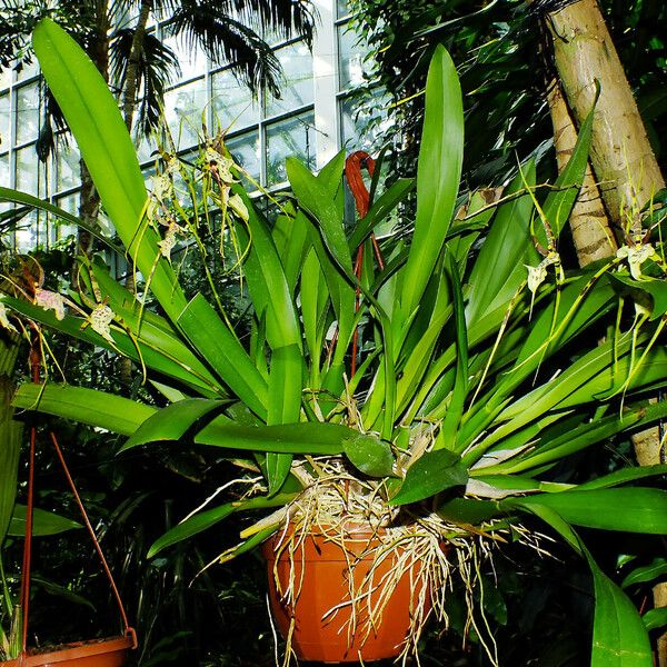 Brassia caudata Habitus