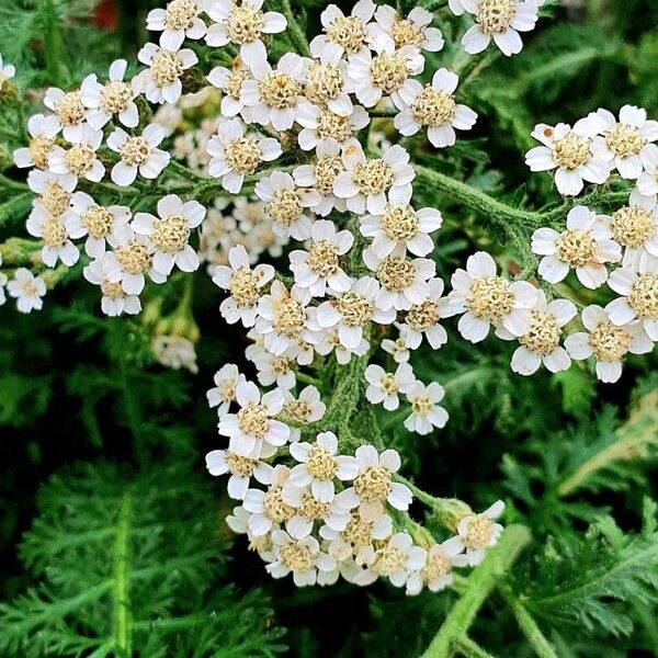 Achillea nobilis 花