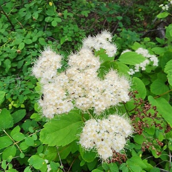 Spiraea betulifolia Flors