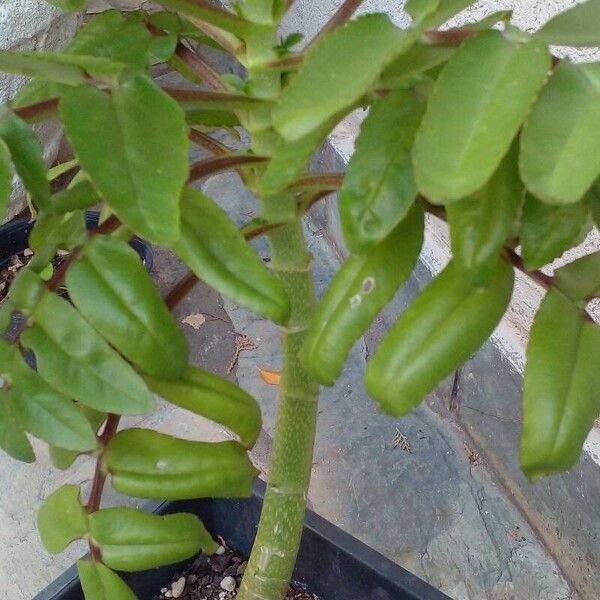 Kalanchoe prolifera Fulla