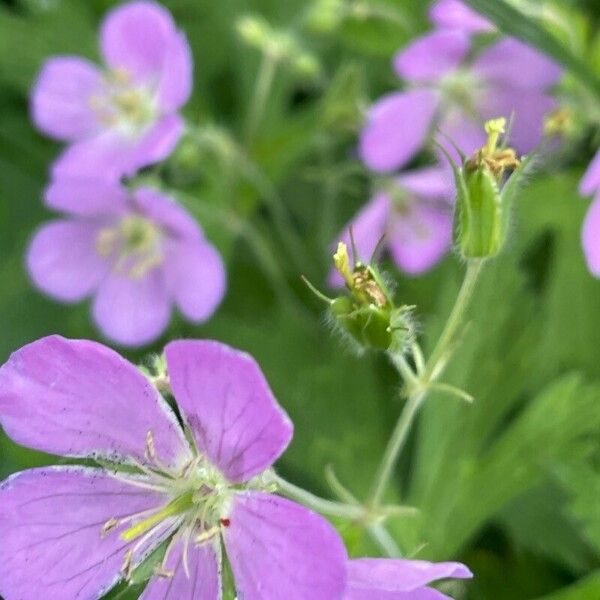 Geranium maculatum Blüte