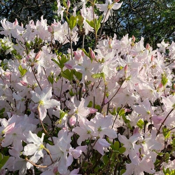 Rhododendron schlippenbachii Floare