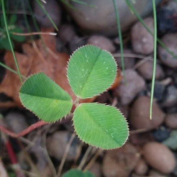 Trifolium hybridum Blad