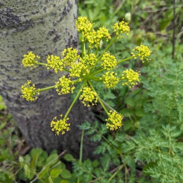 Lomatium dissectum Blüte