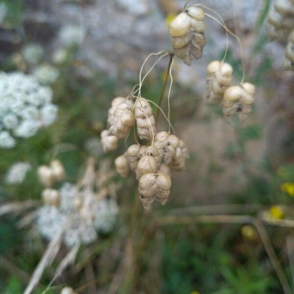 Briza maxima Fruit