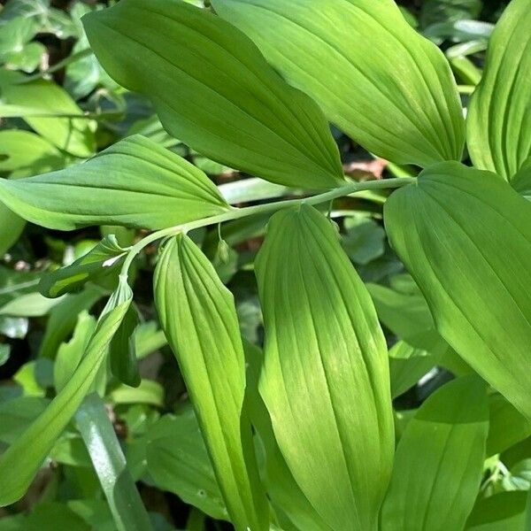 Polygonatum multiflorum Хабит