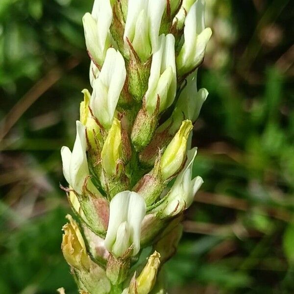 Astragalus cicer Õis