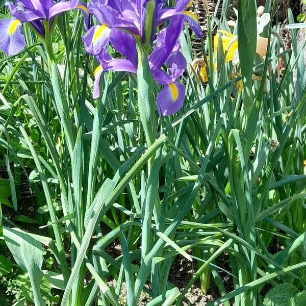 Iris xiphium Συνήθη χαρακτηριστικά